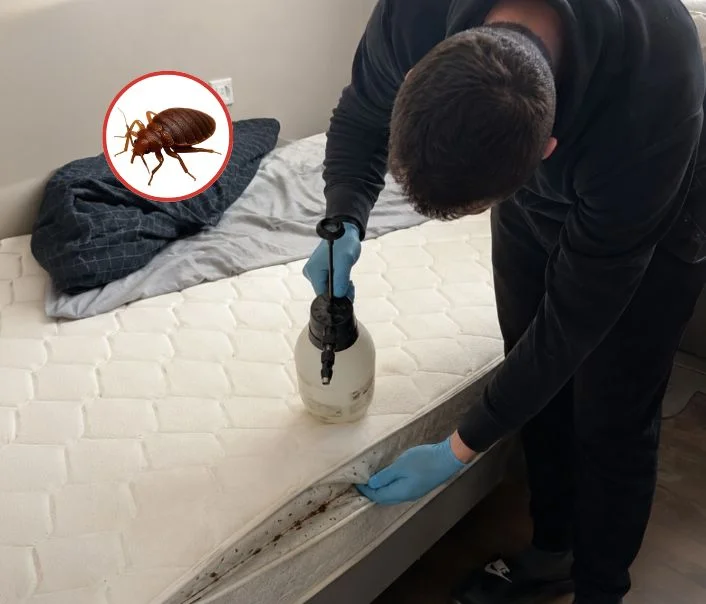 Technicien traitant un matelas contre les punaises de lit à Marolles-en-Hurepoix